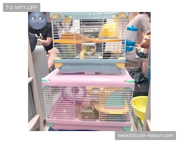 打造舒适健康仓鼠小天地的笼内布置全攻略与实用建议